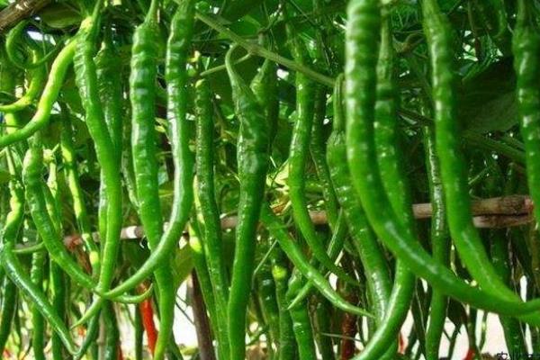 長辣椒的種植方法和時間