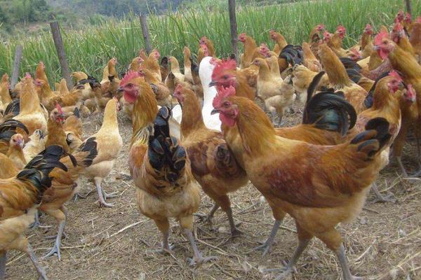土雞養殖技術及雞場建設方案
