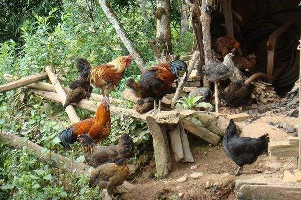 土雞養殖技術及雞場建設方案