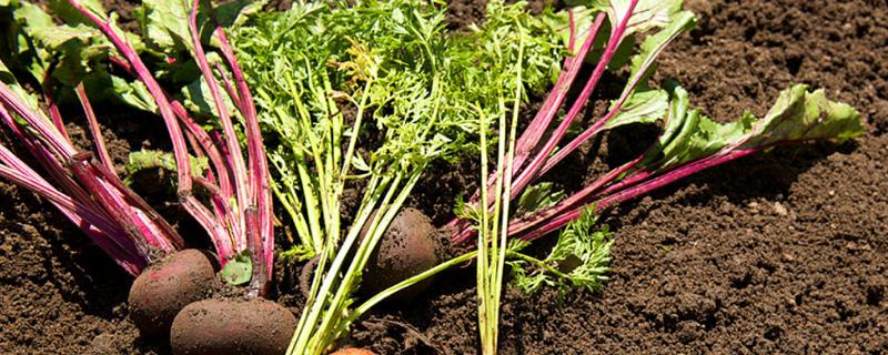 火焰蔘的食用方法,附功效與作用