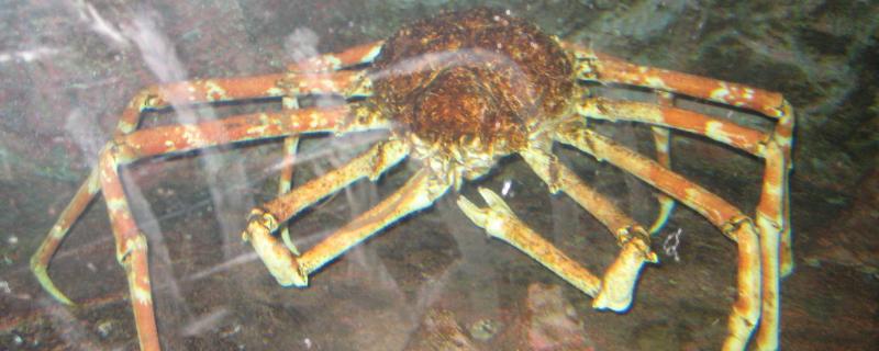 殺人蟹能吃嗎？殺人蟹是什么？