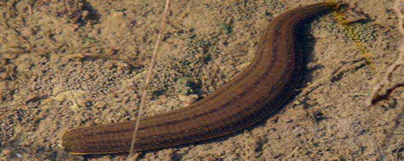 水蛭養殖的困難及風險，養殖需謹慎