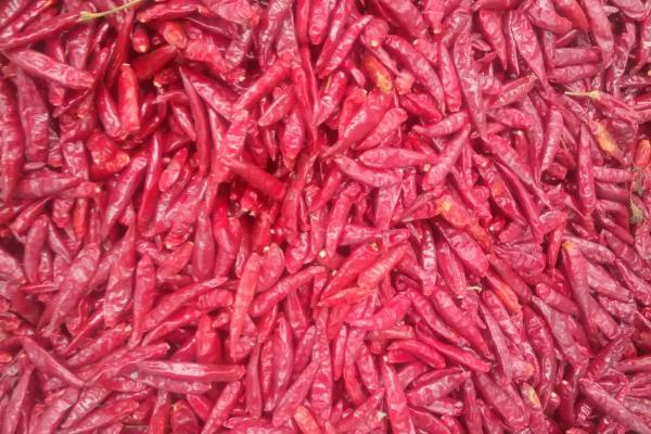 各種干辣椒品種和特點(diǎn)