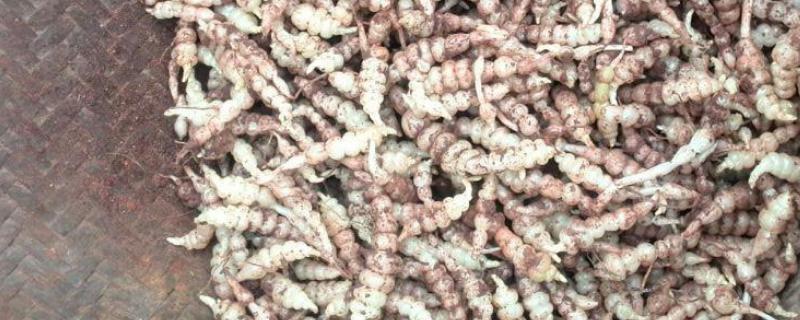 地環種植方法和時間