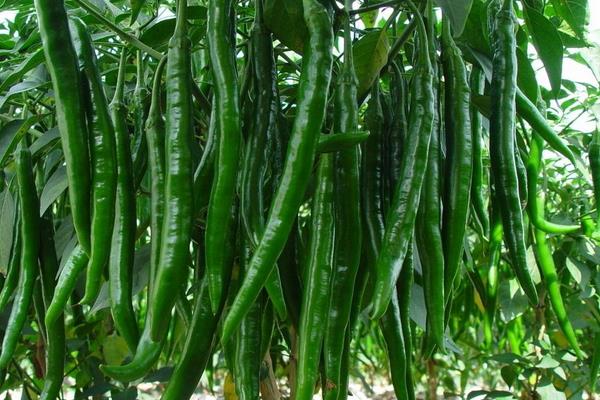 長辣椒的種植方法和時間