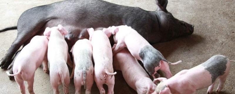 母豬圈怎么設計合理，附常見標準尺寸及設計方式