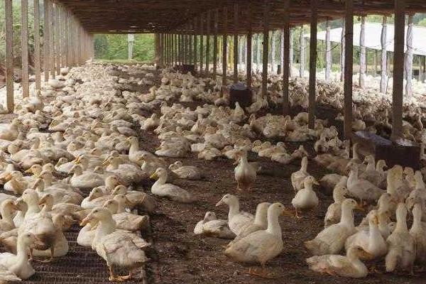 白條鴨為什么那么便宜，附市場價格