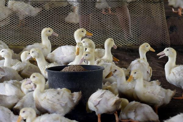 白條鴨為什么那么便宜，附市場價格