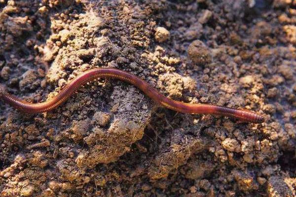 冬天怎么養(yǎng)蚯蚓