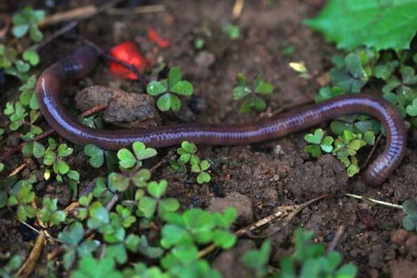 冬天怎么養(yǎng)蚯蚓