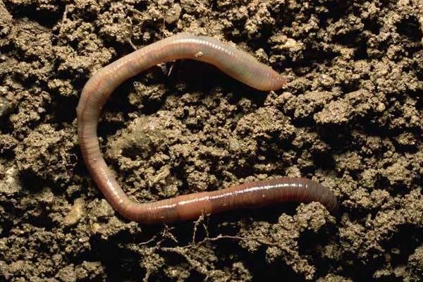 冬天怎么養(yǎng)蚯蚓