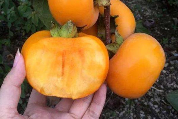 硬柿子皮能吃嗎？硬柿子皮黑是什么原因