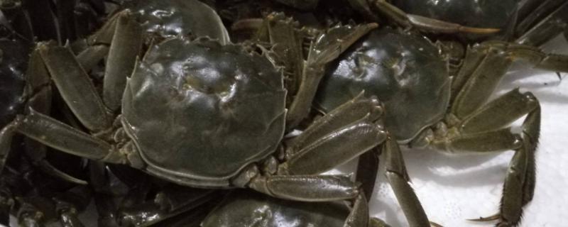 大閘蟹死了幾個(gè)小時(shí)可以吃嗎