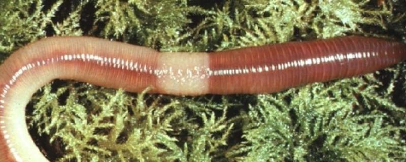 冬天怎么養蚯蚓