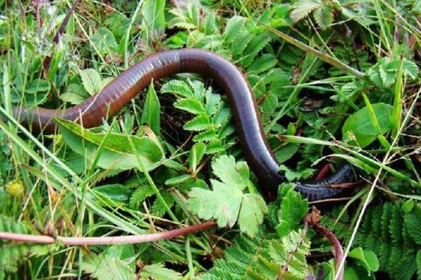 冬天怎么養(yǎng)蚯蚓