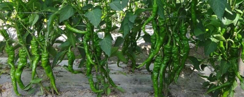 長辣椒的種植方法和時間