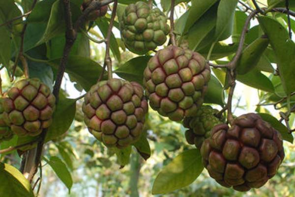 種植黑老虎一畝投資,附市場(chǎng)前景分析