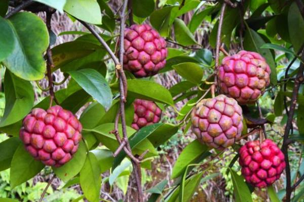 種植黑老虎一畝投資,附市場(chǎng)前景分析