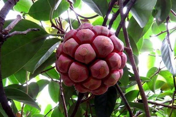 種植黑老虎一畝投資,附市場(chǎng)前景分析