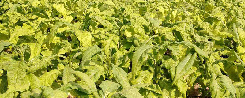 煙葉病害圖片解決方法
