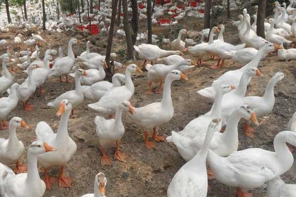 白條鴨為什么那么便宜，附市場價格