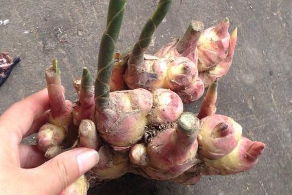 姜長牙了還可以吃嗎?變綠了呢?