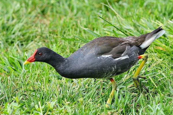 室內特色養殖項目有哪些,投資不大效益好的