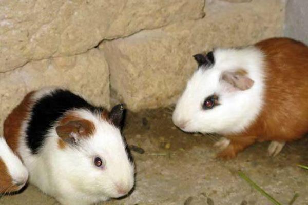 室內特色養殖項目有哪些,投資不大效益好的