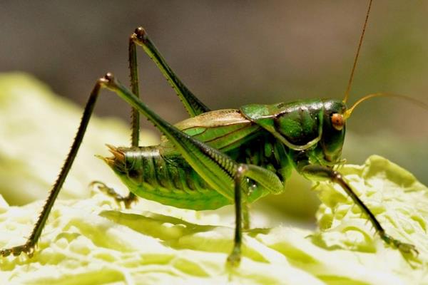 室內特色養殖項目有哪些,投資不大效益好的