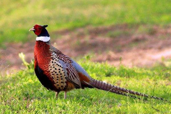 室內特色養殖項目有哪些,投資不大效益好的