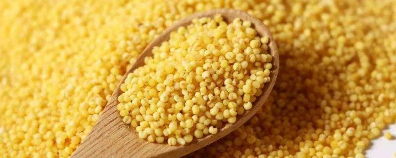 小米出蟲了還能吃嗎?小米的小白蟲和飛蛾怎么產生的?