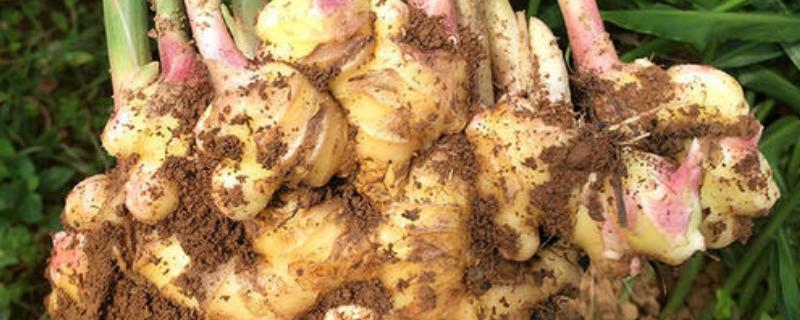 姜長牙了還可以吃嗎?變綠了呢?