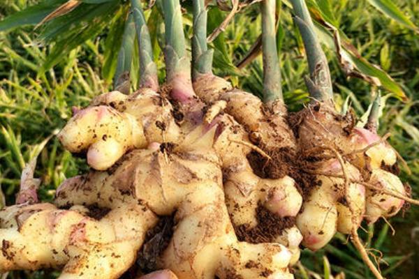 姜長牙了還可以吃嗎?變綠了呢?