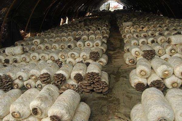 室內蔬菜種植項目有哪些,容易種好賣的