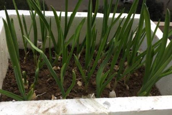 室內蔬菜種植項目有哪些,容易種好賣的