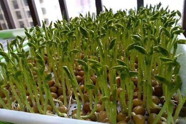 室內蔬菜種植項目有哪些,容易種好賣的