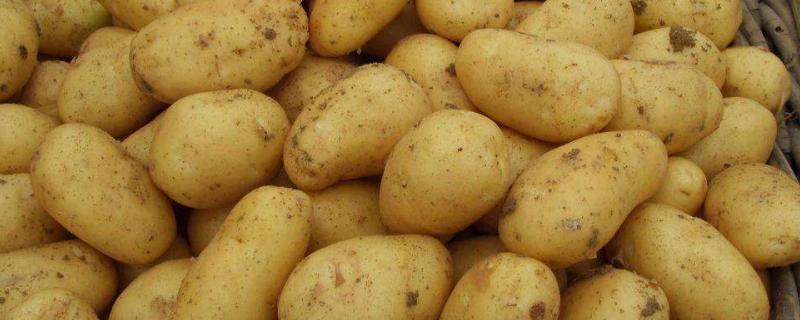 土豆放冰箱變黑色還能吃嗎？附原因