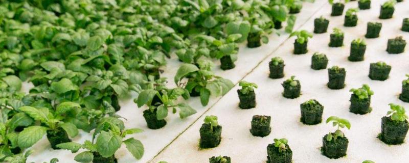 室內蔬菜種植項目有哪些，容易種好賣的