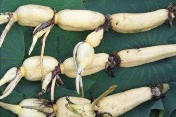 室內蔬菜種植項目有哪些,容易種好賣的