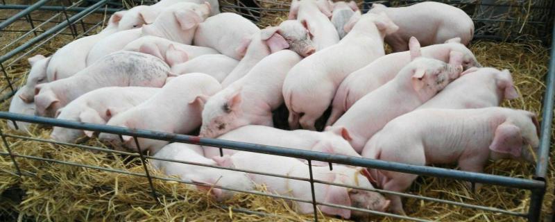 室內特色養殖項目有哪些,投資不大效益好的