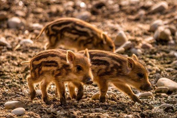 室內特色養殖項目有哪些,投資不大效益好的