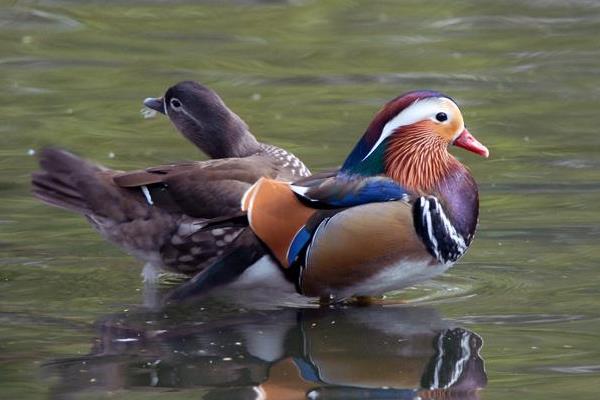 養鴛鴦1000只成本多少？賺錢嗎？