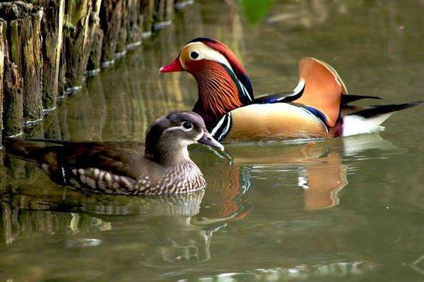 養鴛鴦1000只成本多少？賺錢嗎？