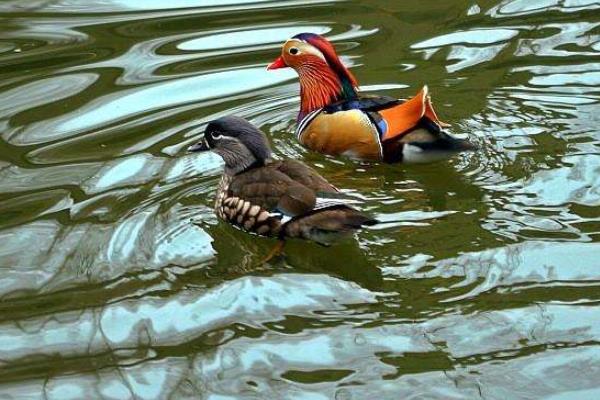 養鴛鴦1000只成本多少？賺錢嗎？