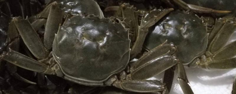 大閘蟹吃多了怎么辦？有什么副作用