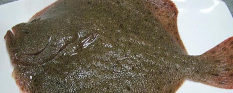 多寶魚一只大概多少斤？一般多少錢一條？