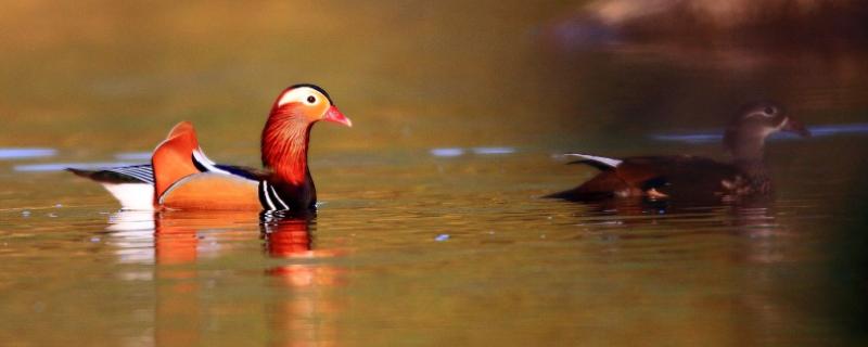 養(yǎng)鴛鴦1000只成本多少？賺錢嗎？