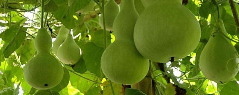 冬天室內葫蘆種植技術