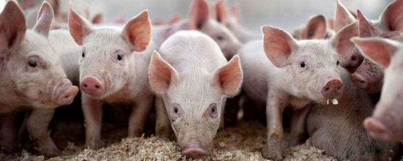 明年（2020）豬價行情怎么樣？漲還是跌？