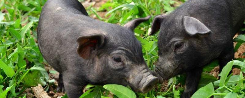 豬飼料業務員一噸提成有多少？附豬飼料業務員銷售技巧